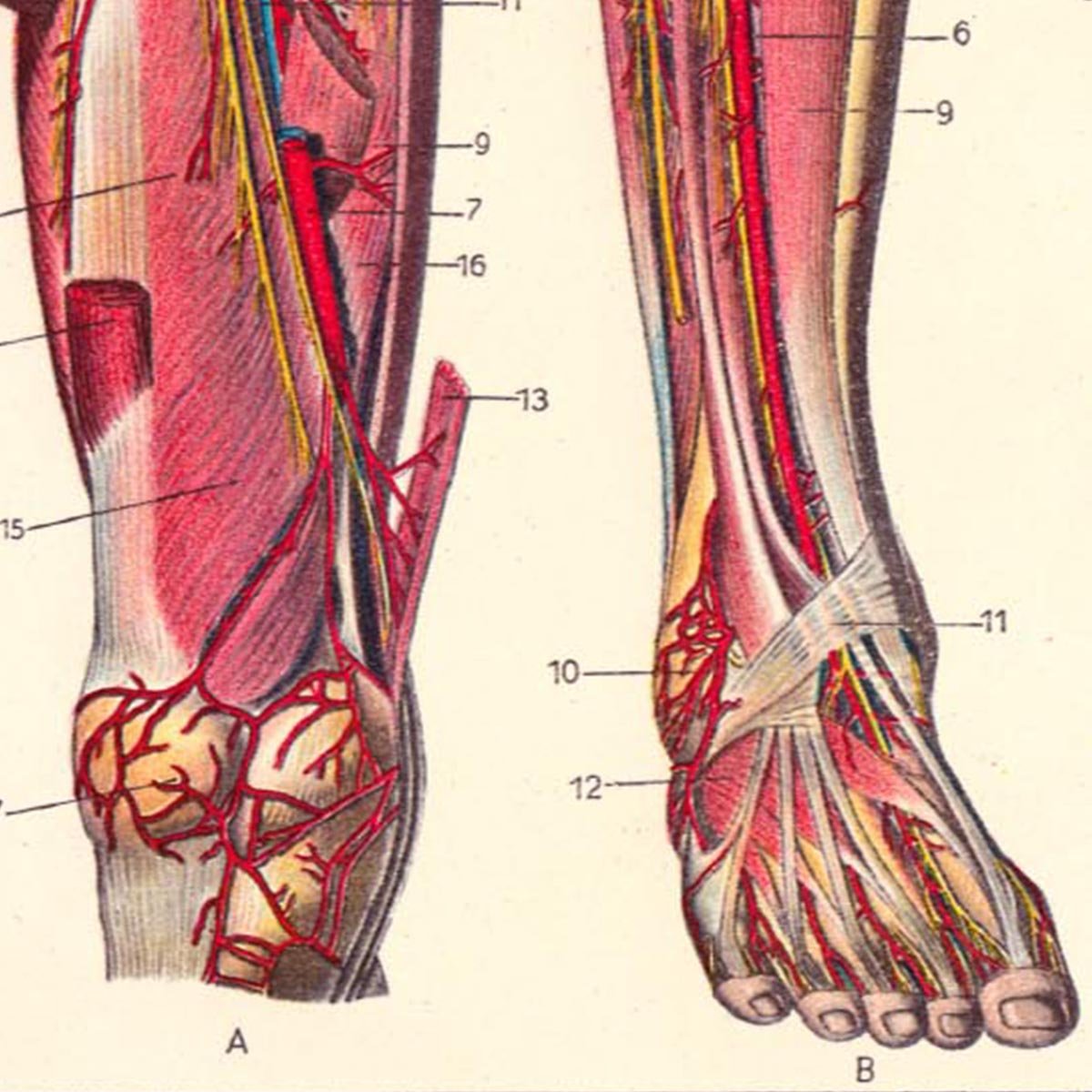 Leg Muscles Vintage Anatomy Poster