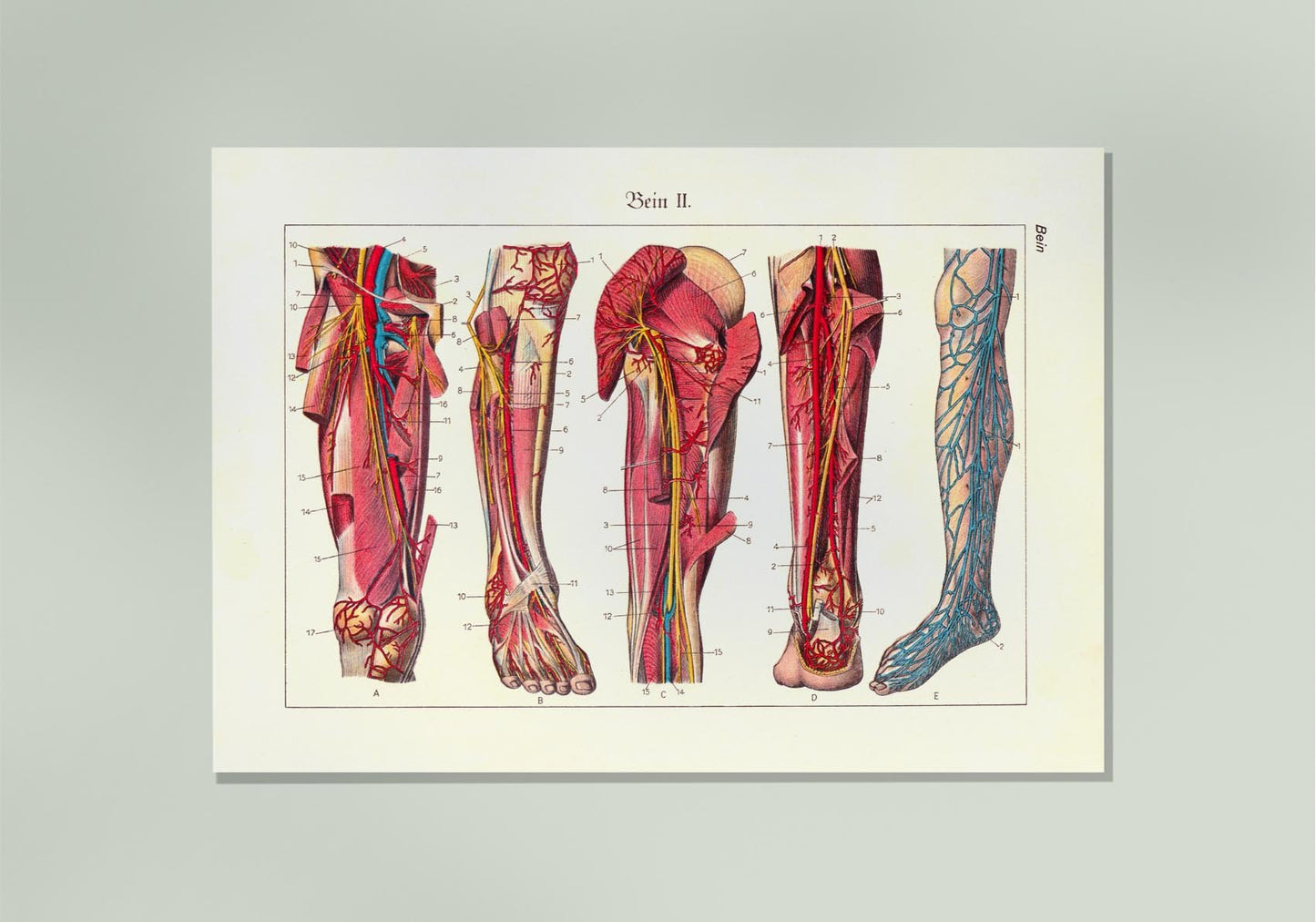 Leg Muscles Vintage Anatomy Poster