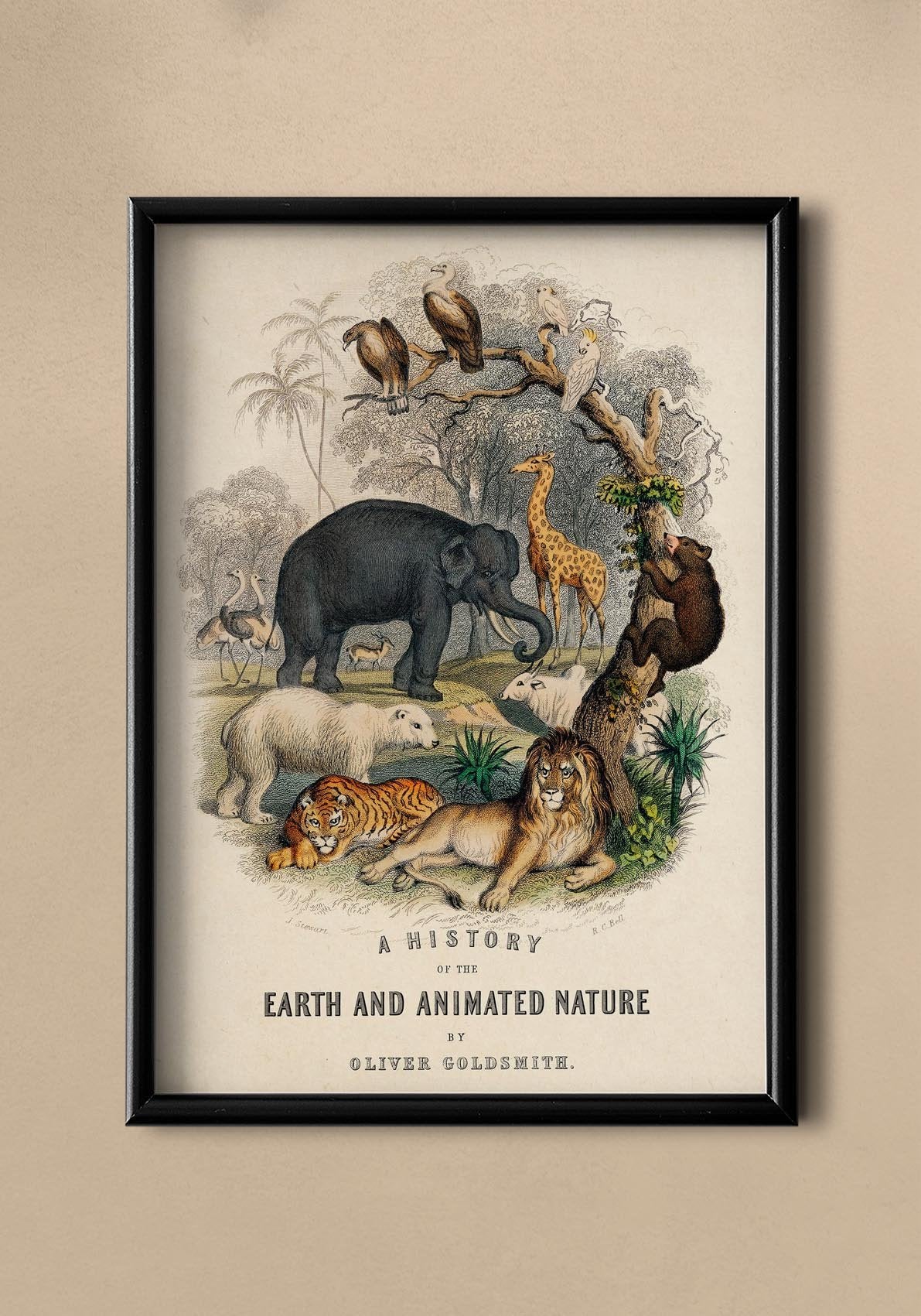 Animal Kingdom Nature Poster