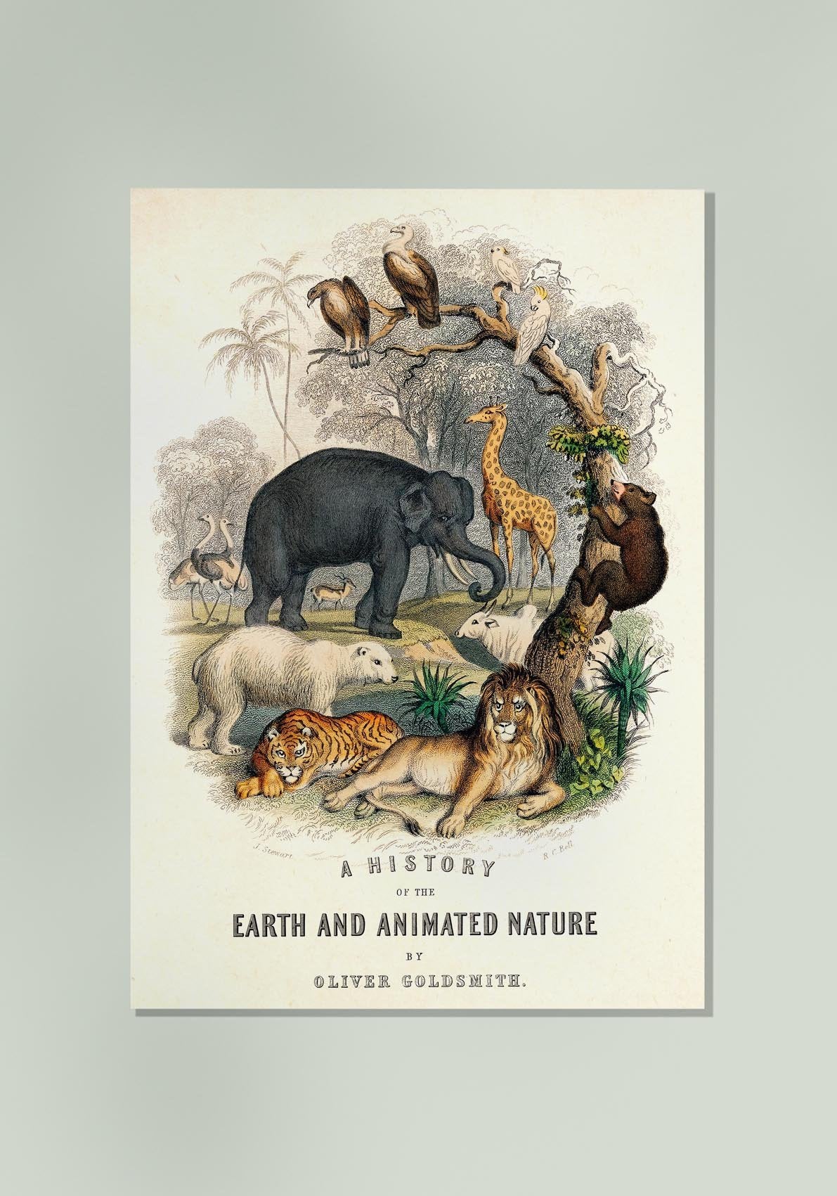 Animal Kingdom Nature Poster