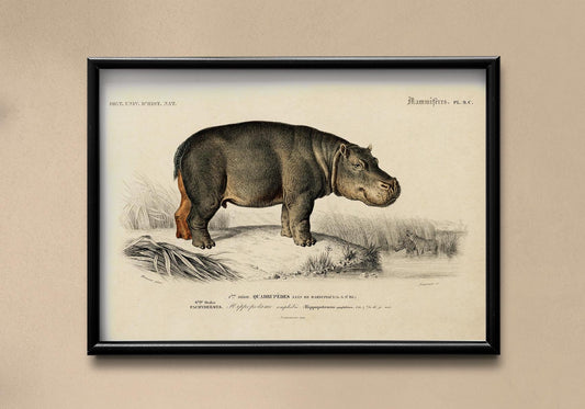 Hippopotamus Animal Illustration