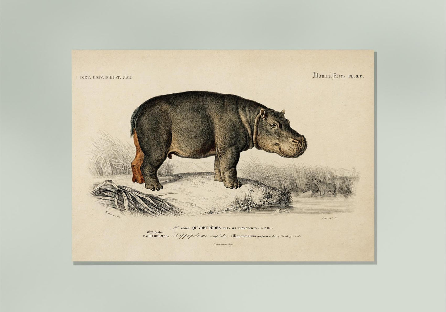 Hippopotamus Animal Illustration