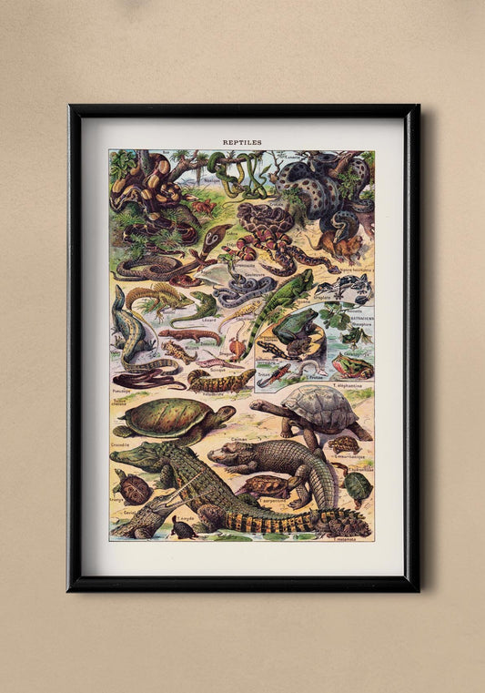 Reptiles Animal Illustration