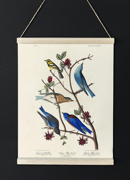 Artic and Western Blu-Bird from Birds of America Poster