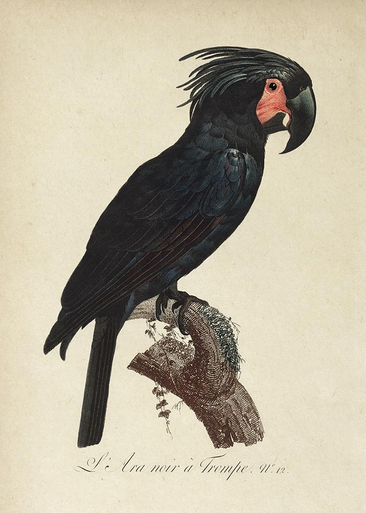 Black Macaw Animal Print