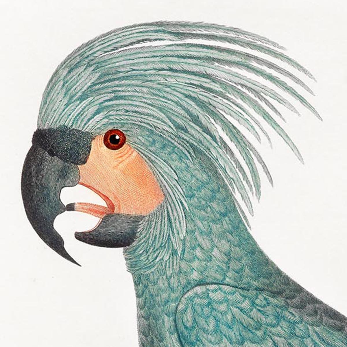 African Grey Parrot Animal Print