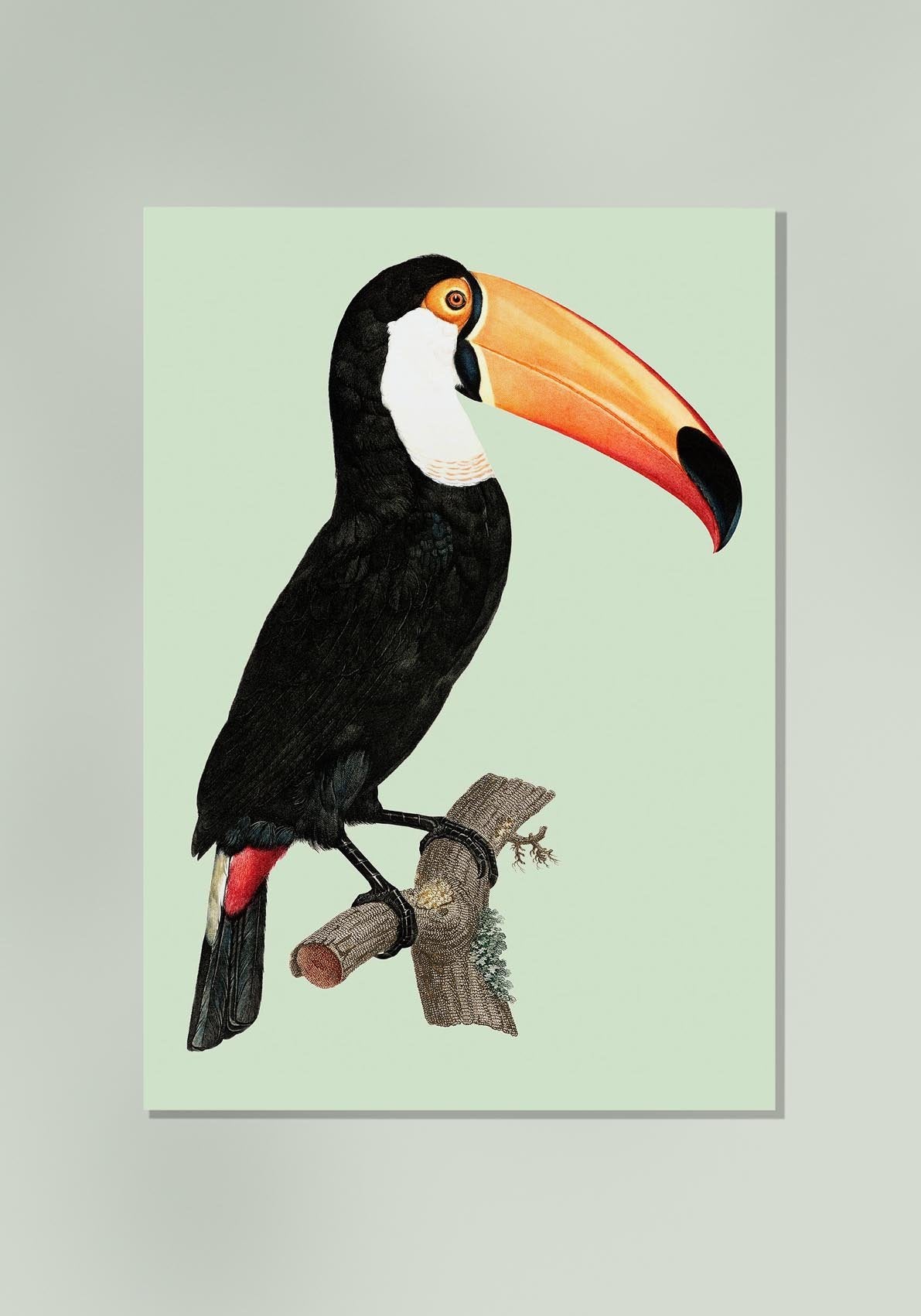 Toucan on Green Animal Print