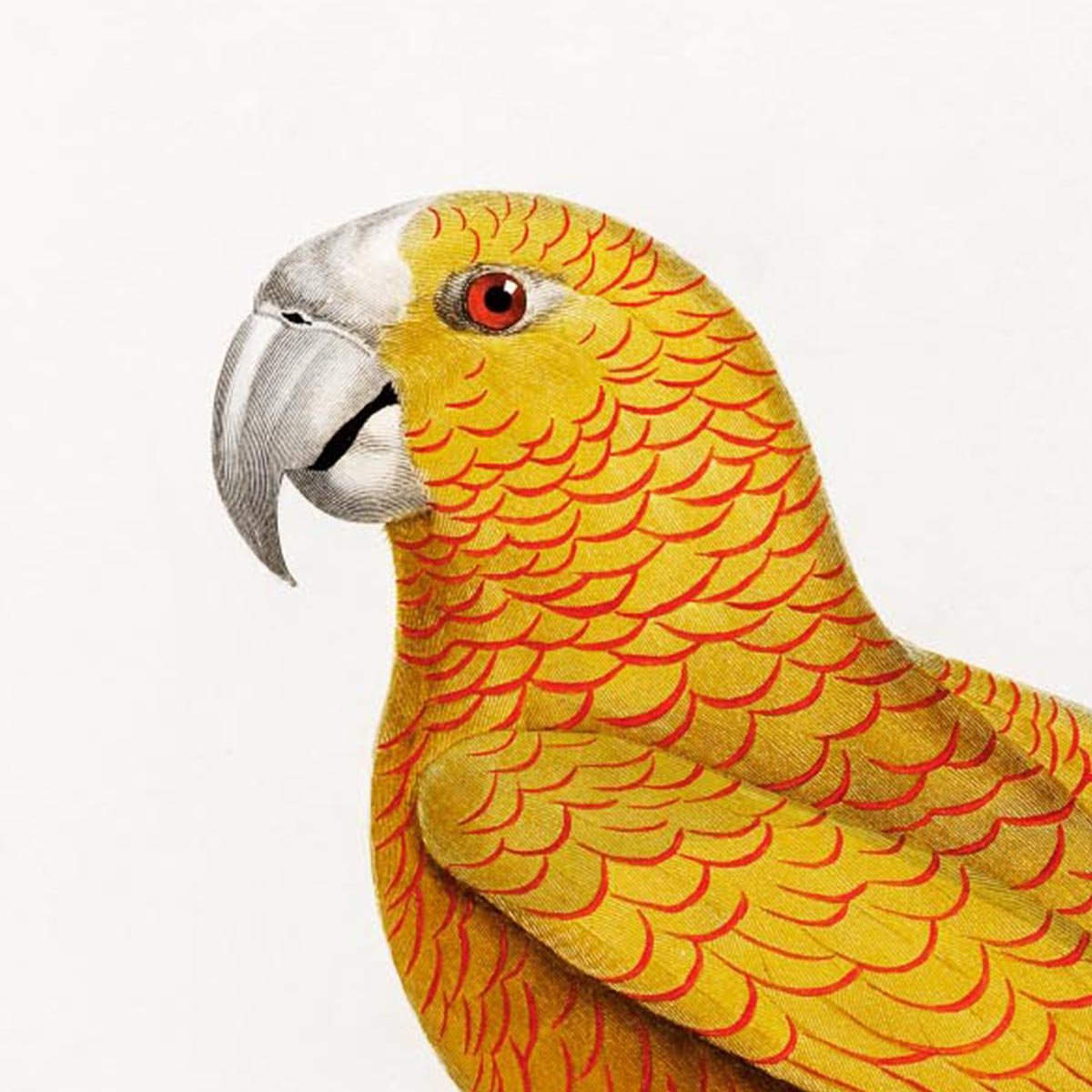 Yellow Parakeet Poster