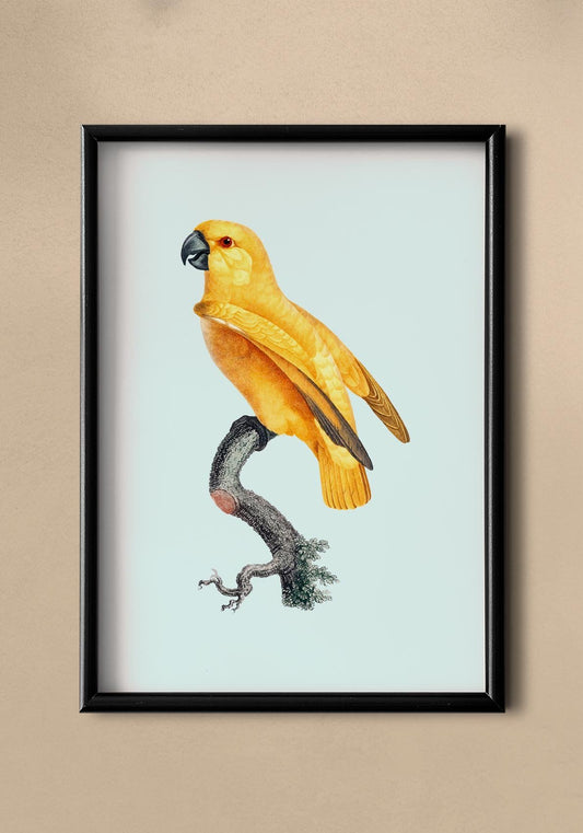 Yellow Parrot on Blue Poster