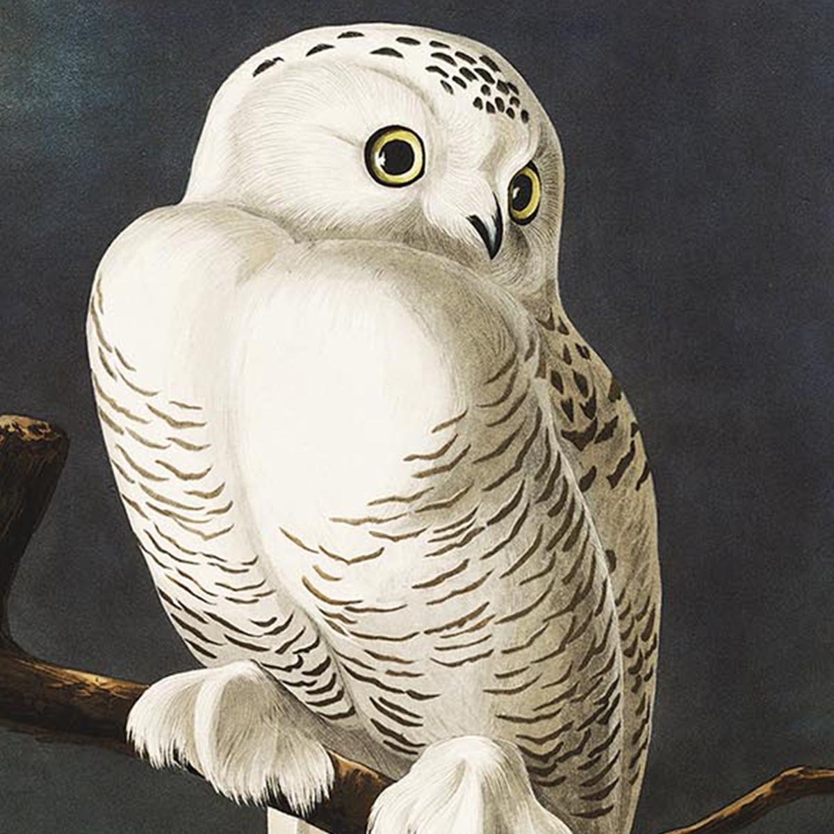 Snowy Owls Vintage Poster