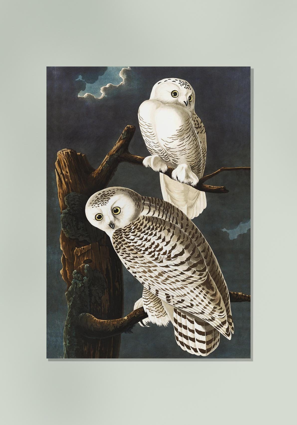 Snowy Owls Vintage Poster