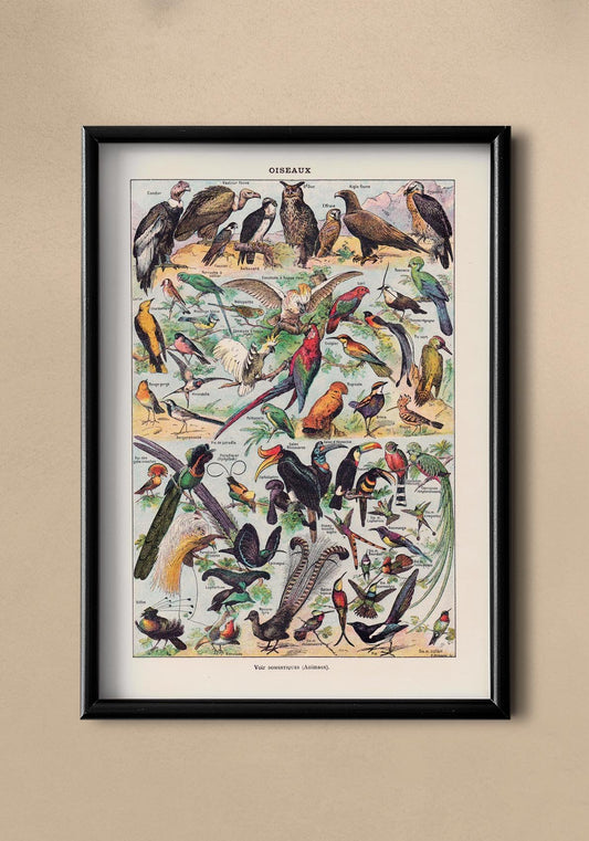 Larousse Bird Collection I Poster