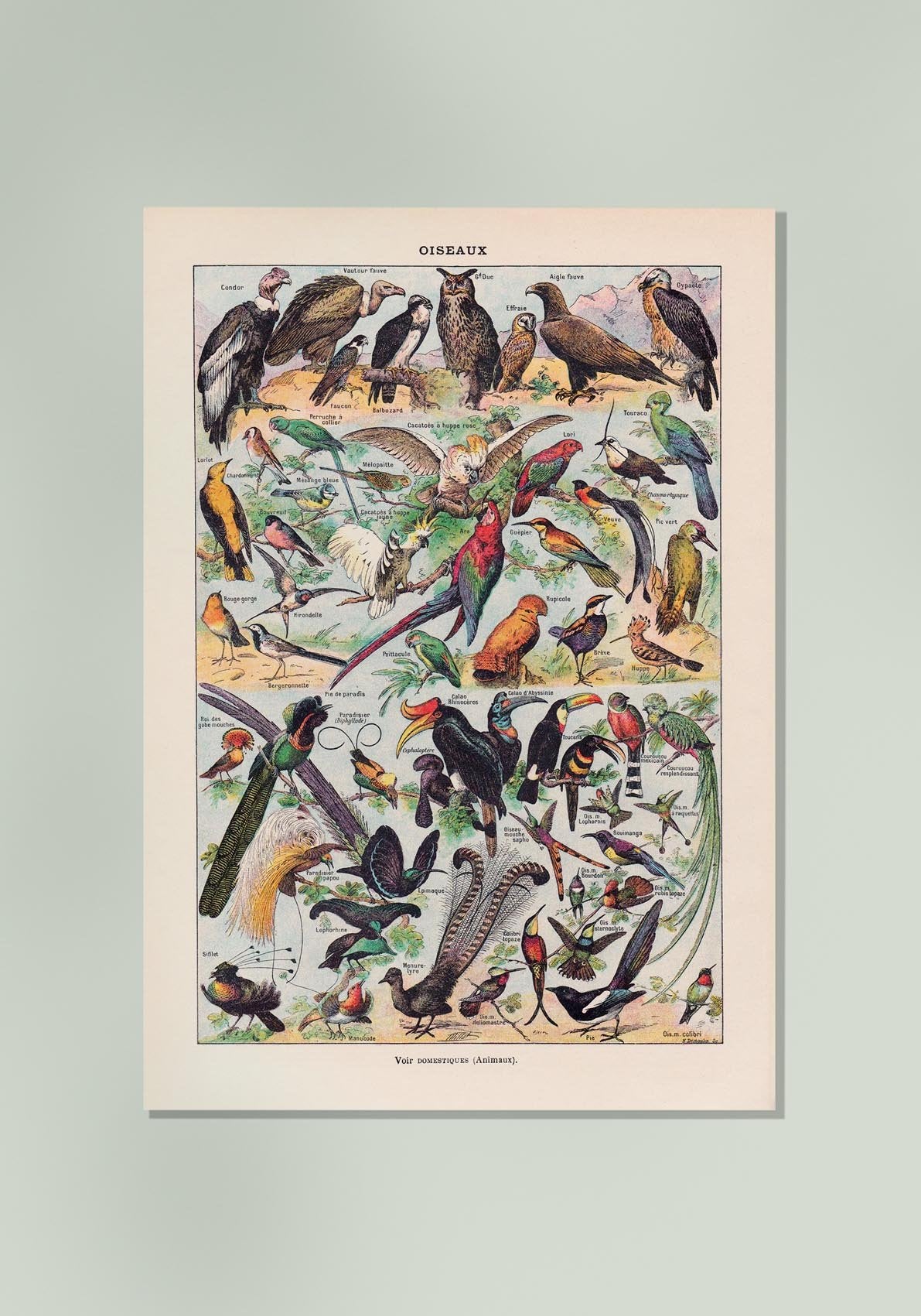 Larousse Bird Collection I Poster
