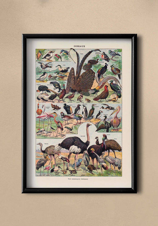 Larousse Bird Collection II Poster