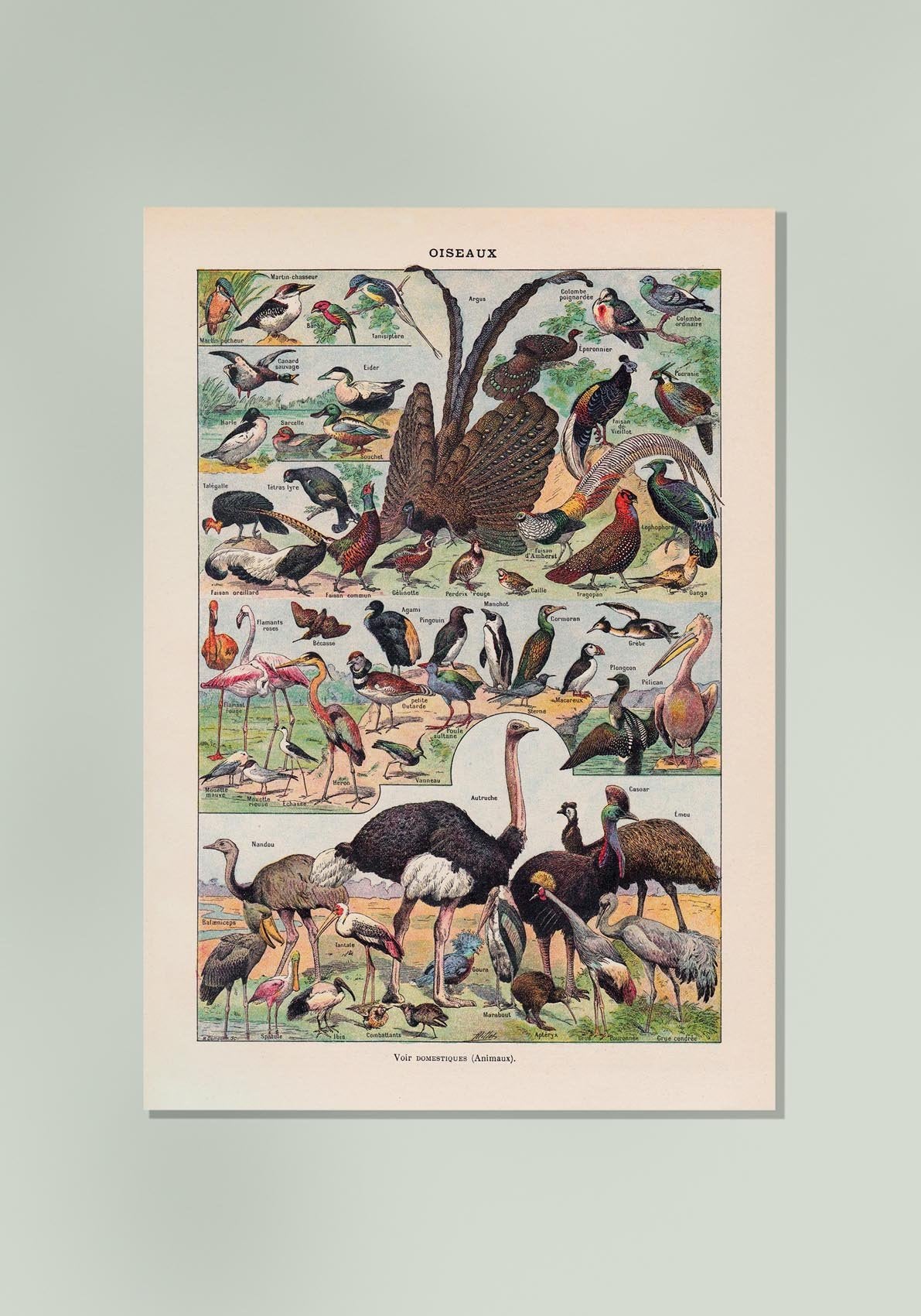 Larousse Bird Collection II Poster