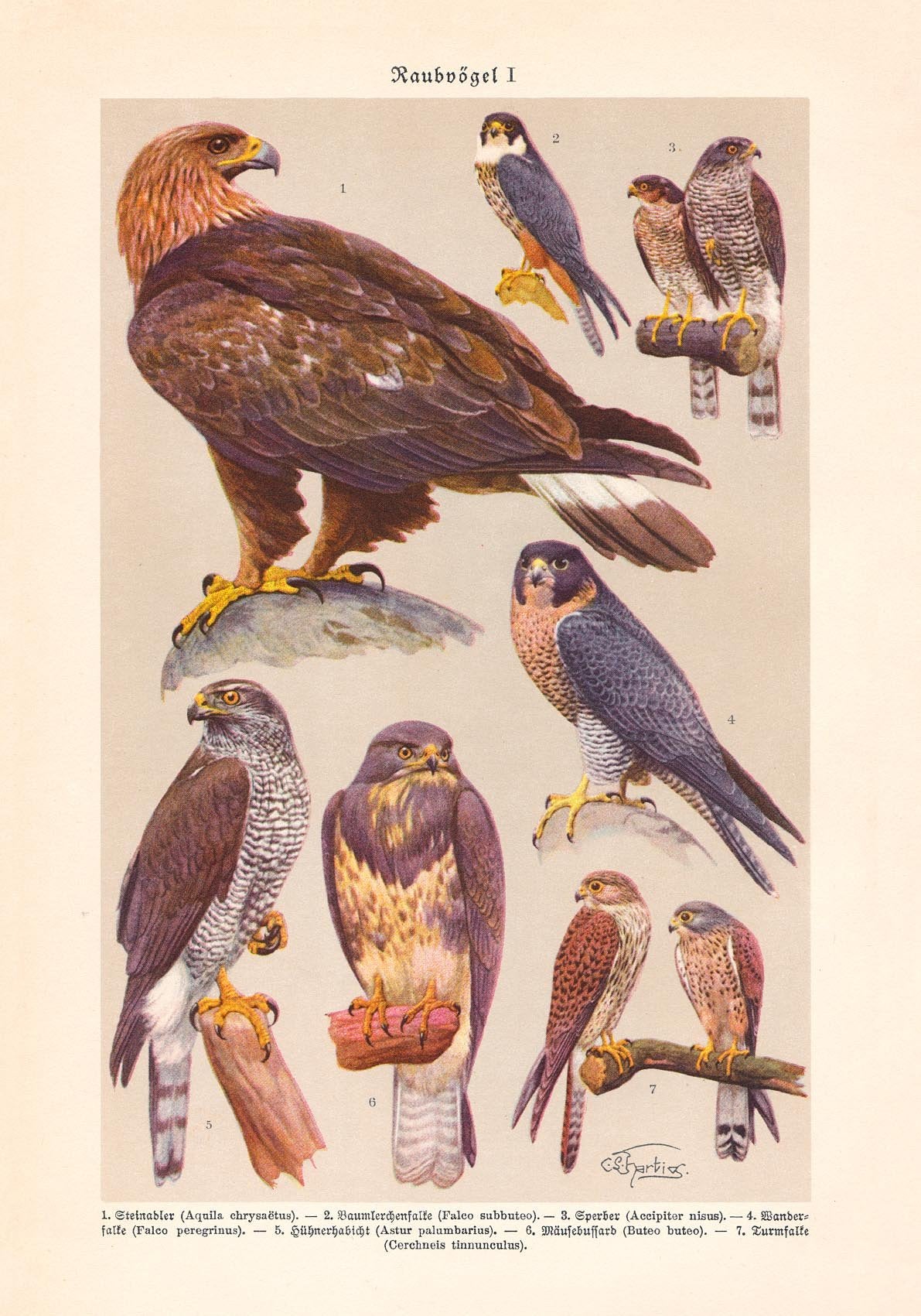 Birds of Prey I Poster