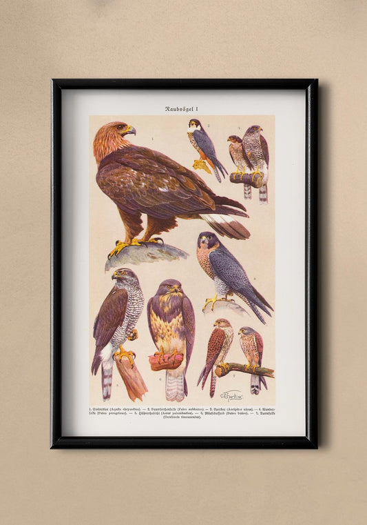 Birds of Prey I Poster