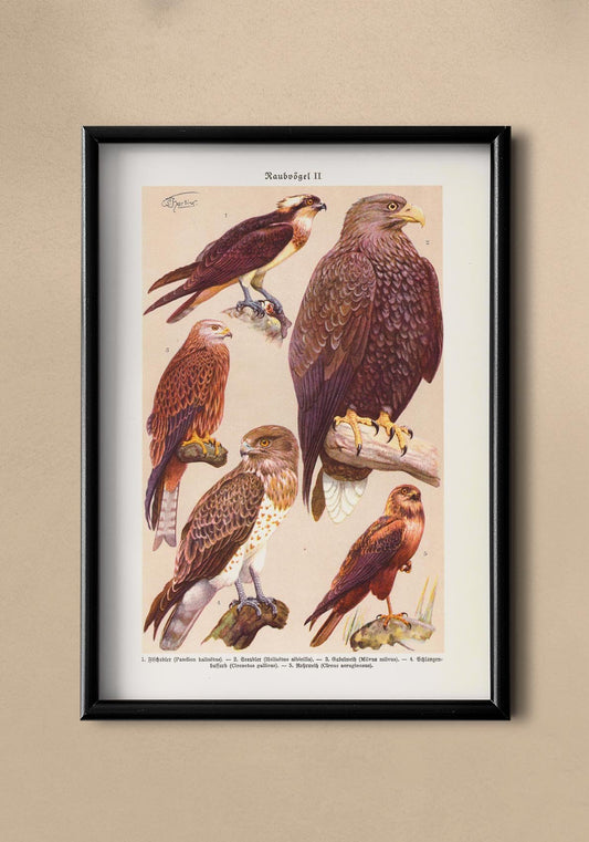Birds of Prey II Poster