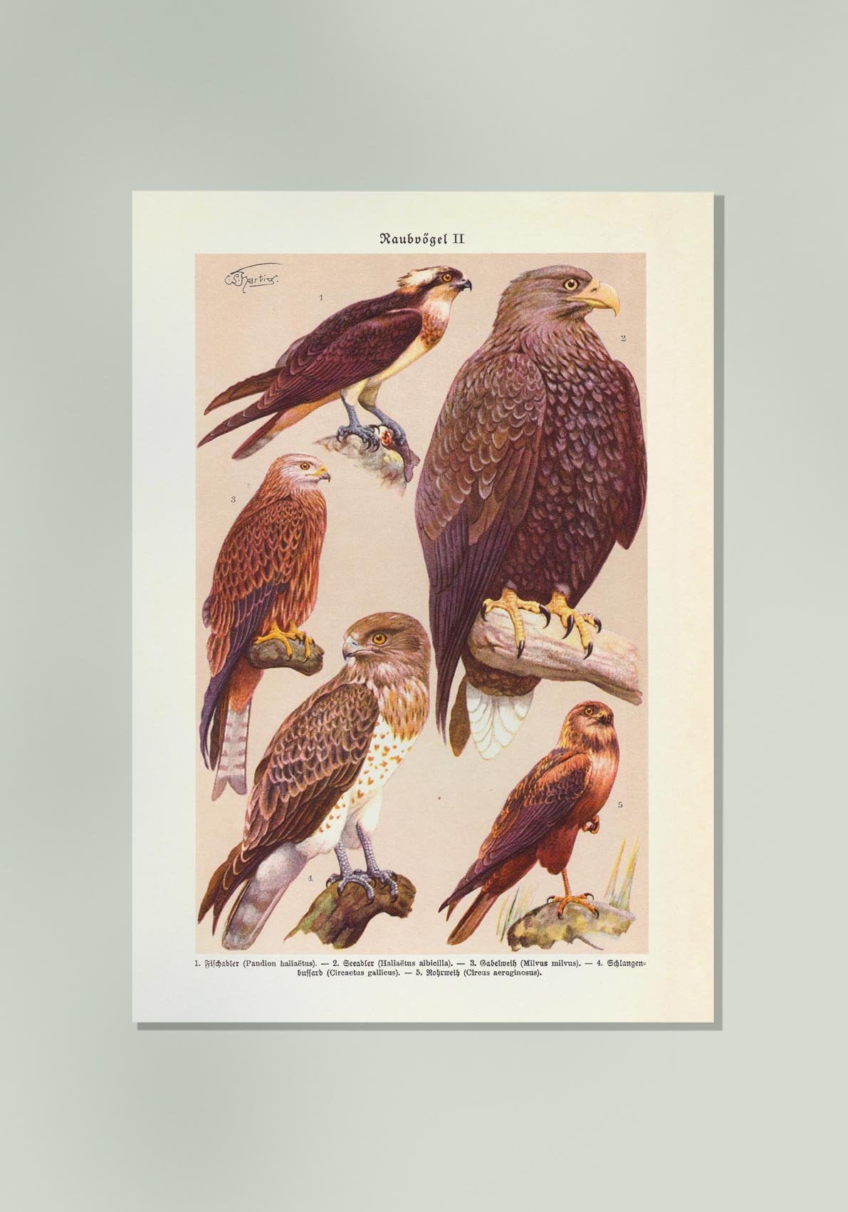 Birds of Prey II Poster