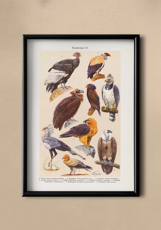 Birds of Prey III Poster