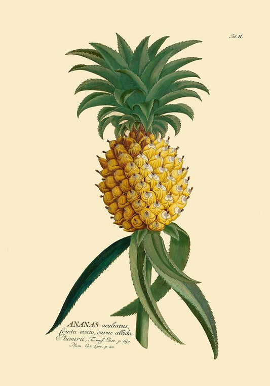 Ananas Poster