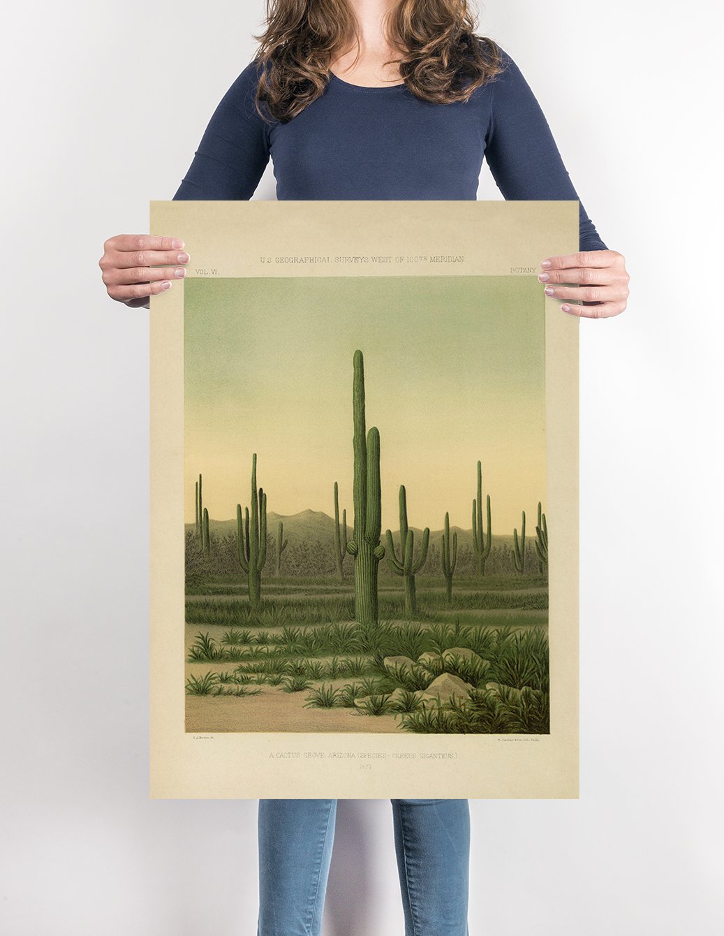 Vintage Poster American Cactus