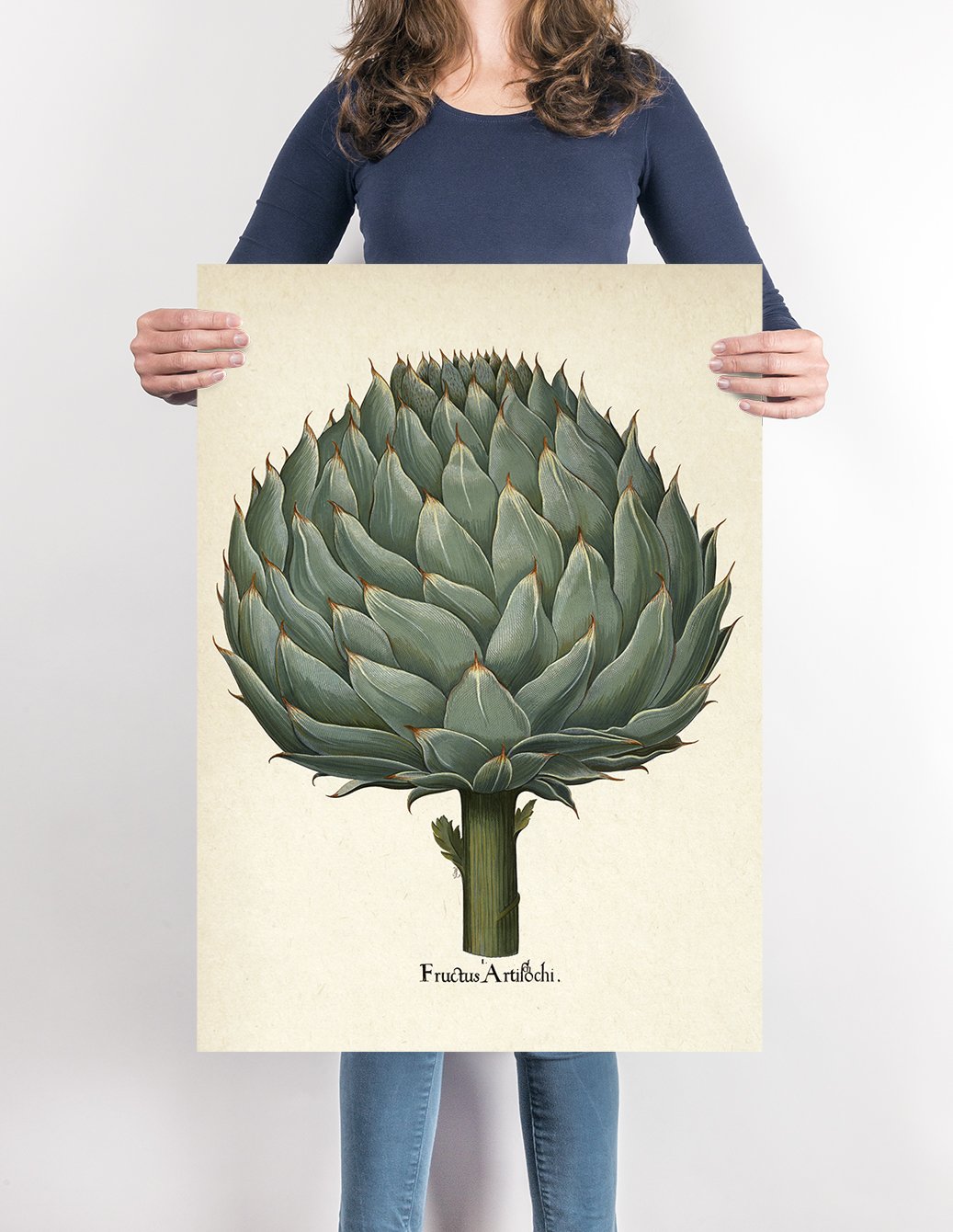 Artichoke Botanical Poster