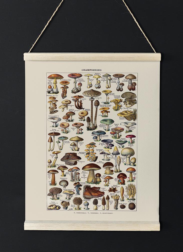 Antique Champignon Chart by Adolphe Millot