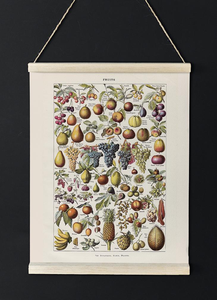 Antique Fruits Chart by Adolphe Millot