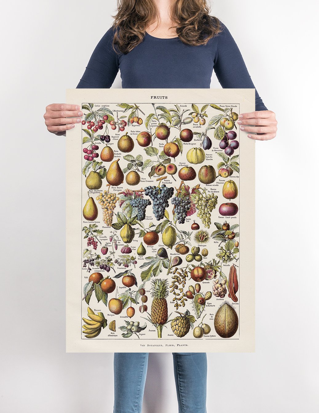 Antique Fruits Chart by Adolphe Millot