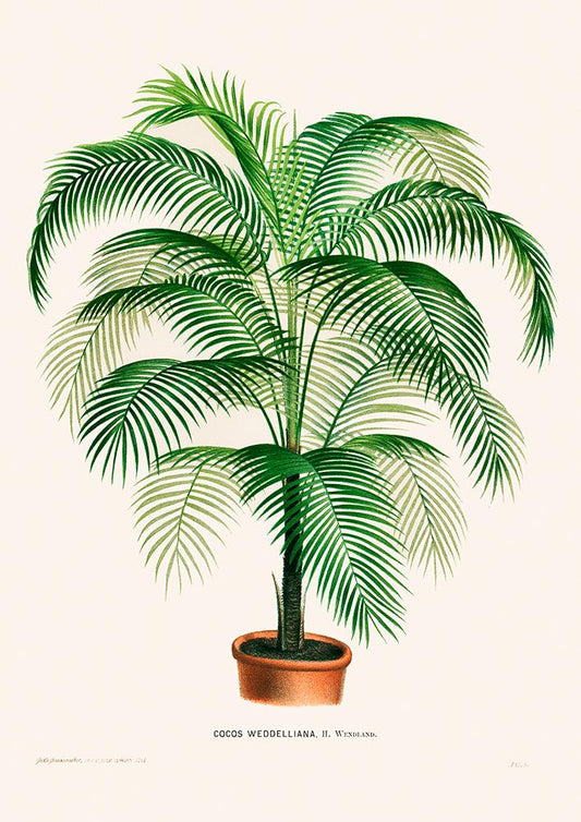 Coco Weddelliana Palm Tree Poster