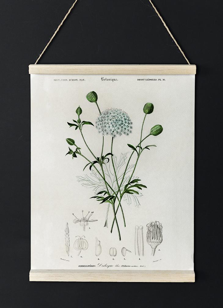 Didiscus Plant Poster