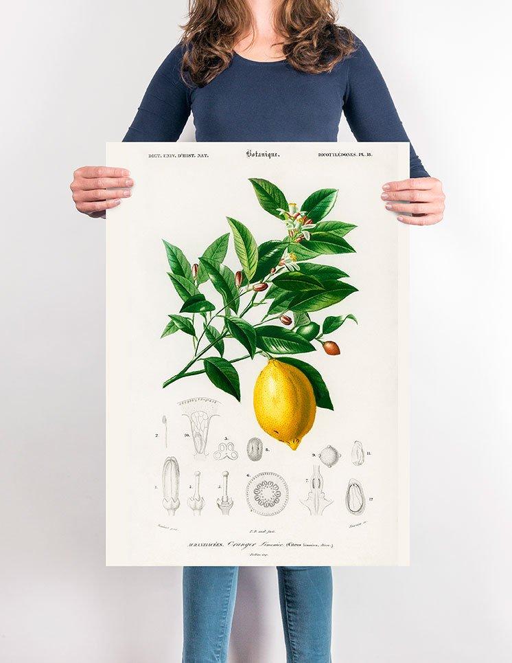 Lime Flower &  Lemon Fruit Vintage Poster