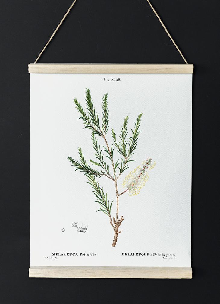 Melaleuca Aromatic Plant Poster