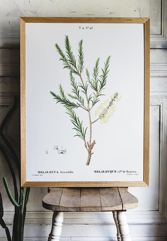 Melaleuca Aromatic Plant Poster