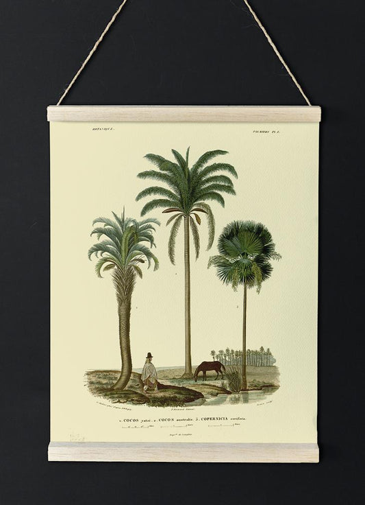 Palm Cocos Tree Poster