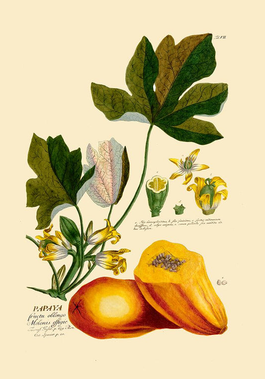 Papaya Vintage Poster
