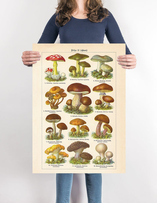 Vintage Mushrooms Chart II  - Pilze II