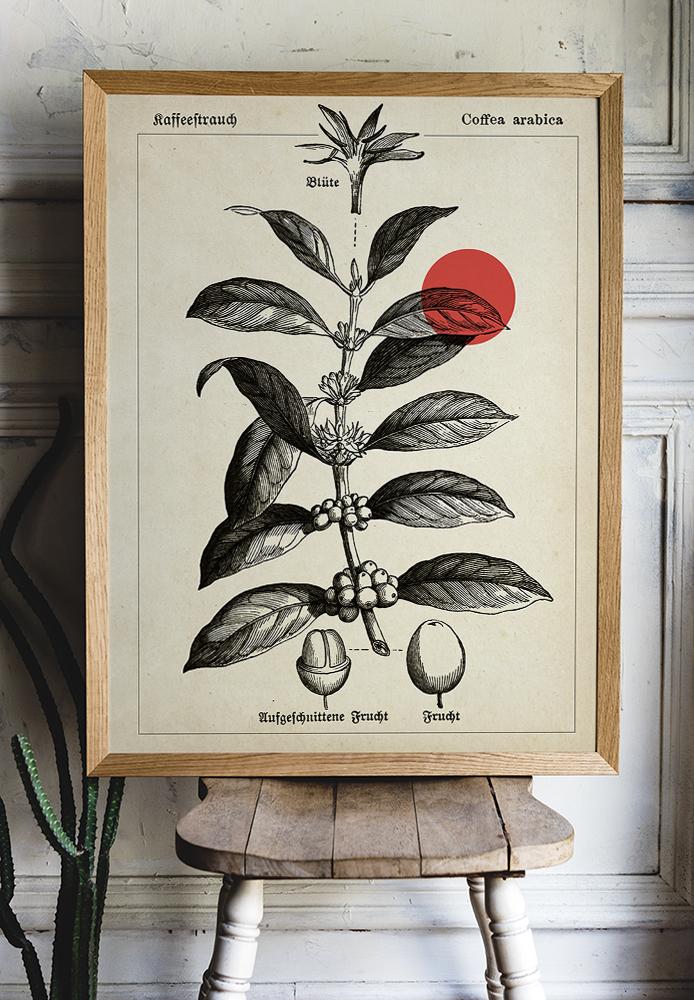 Coffee Botanical Poster - Kaffeebaum