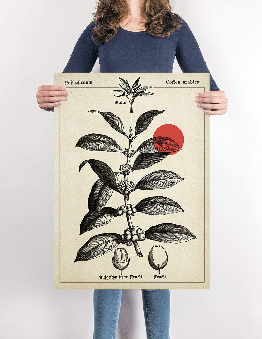 Coffee Botanical Poster - Kaffeebaum