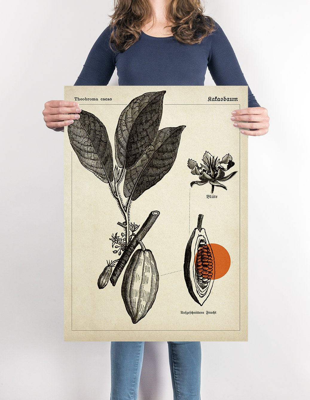 Cocoa Botanical Poster - Kakaobaum