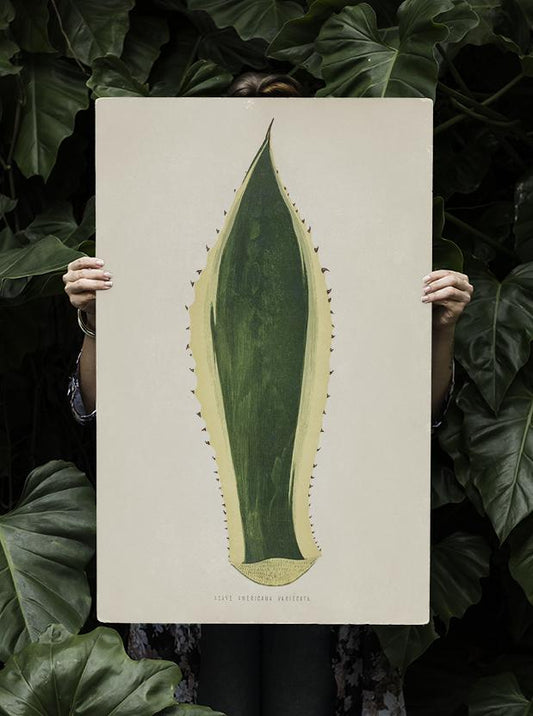 Agave Variegata - Rare Leaves Poster