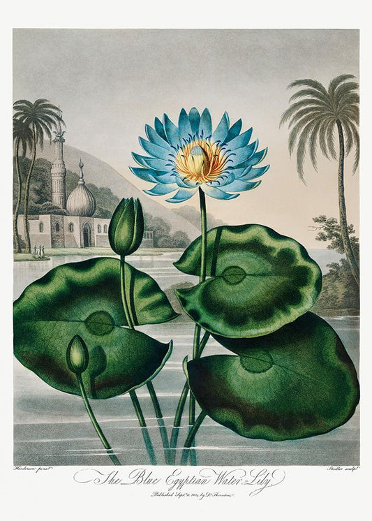 Flower Print Egyptian Water Lilly Temple of Flora