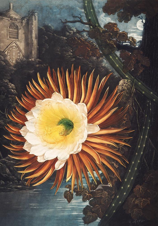 Flower Print Night-Blowing Cereus Temple of Flora