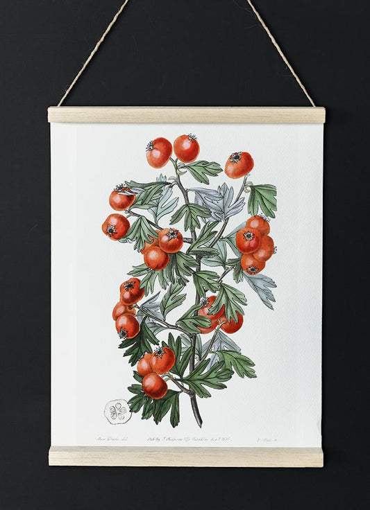Tomatoes Botanical Poster