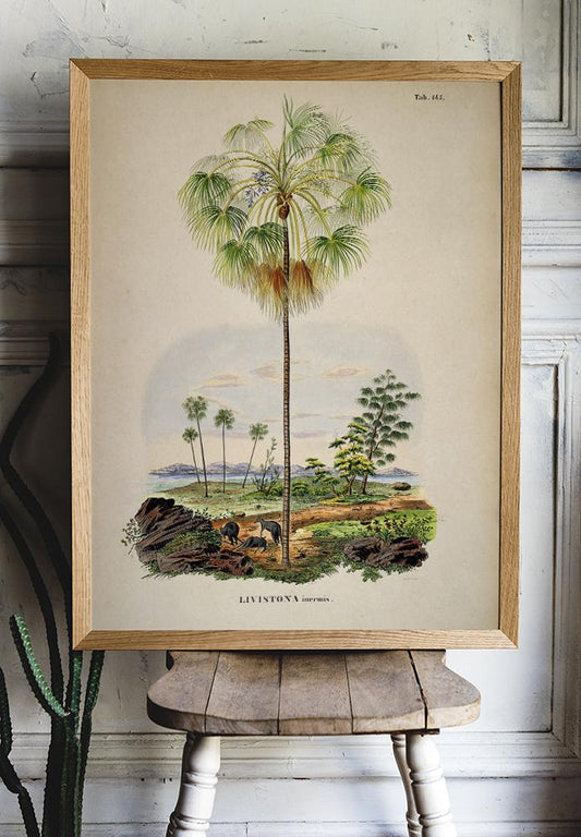 Livistona Inermis Tree Vintage Poster