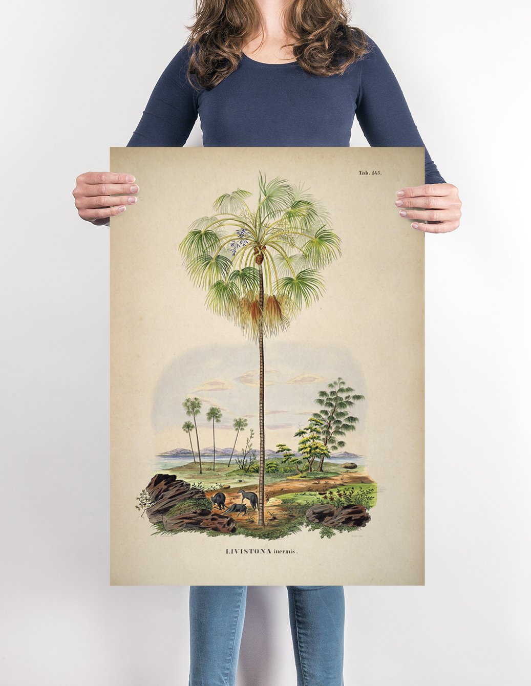 Livistona Inermis Tree Vintage Poster