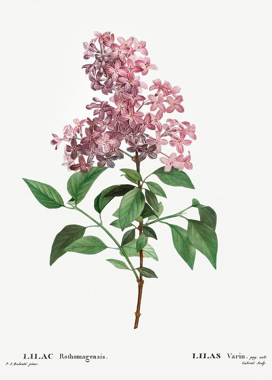 Chinese Lilac Flower Botanical Poster