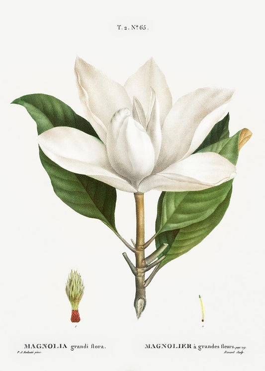 Magnolia Grandiflora Flower Botanical Poster