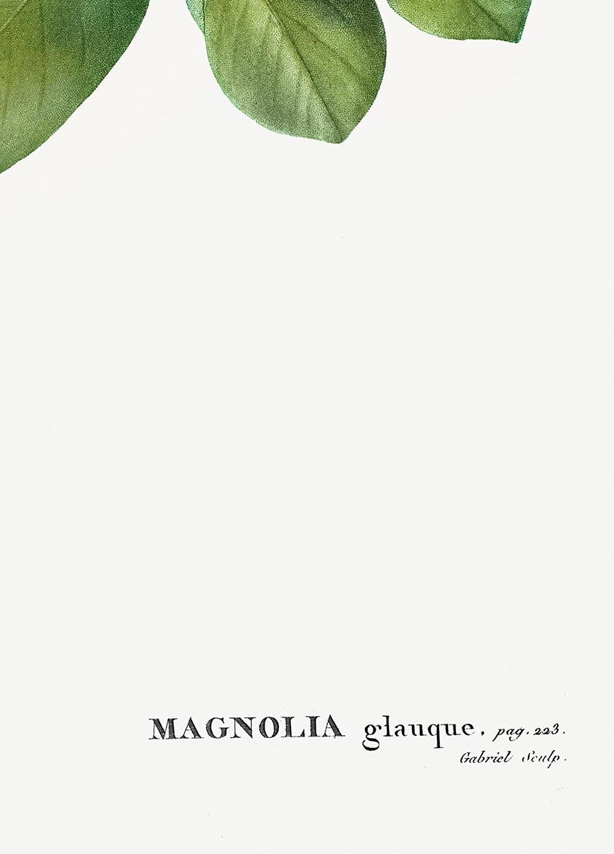 Magnolia Glauca Flower Botanical Poster